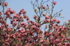 Blumen (10)
