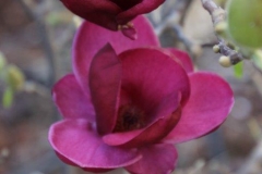 Blumen (12)