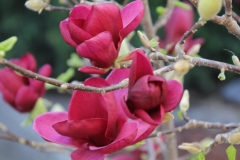 Blumen (13)