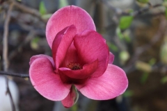 Blumen (14)