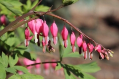 Blumen (15)
