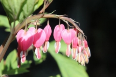 Blumen (16)