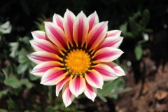 Blumen (19)