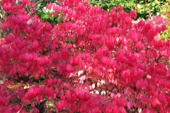 Blumen (3)