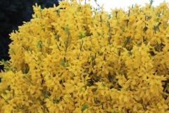 Blumen (4)