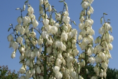 Blumen (5)