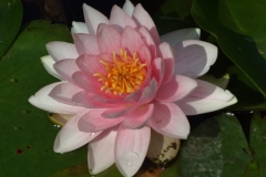 Blumen (7)