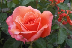 Blumen (8)