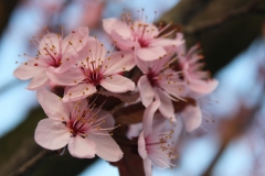 Blumen (9)
